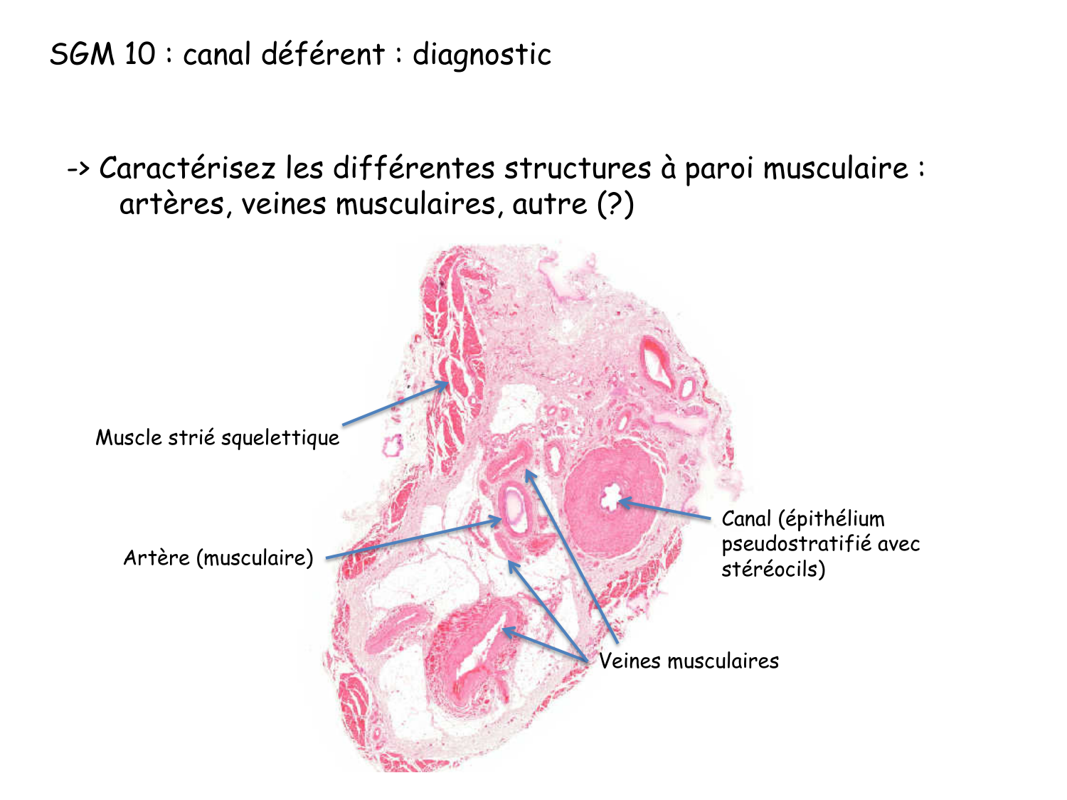 Correction TP — sang et vaisseaux page 4
