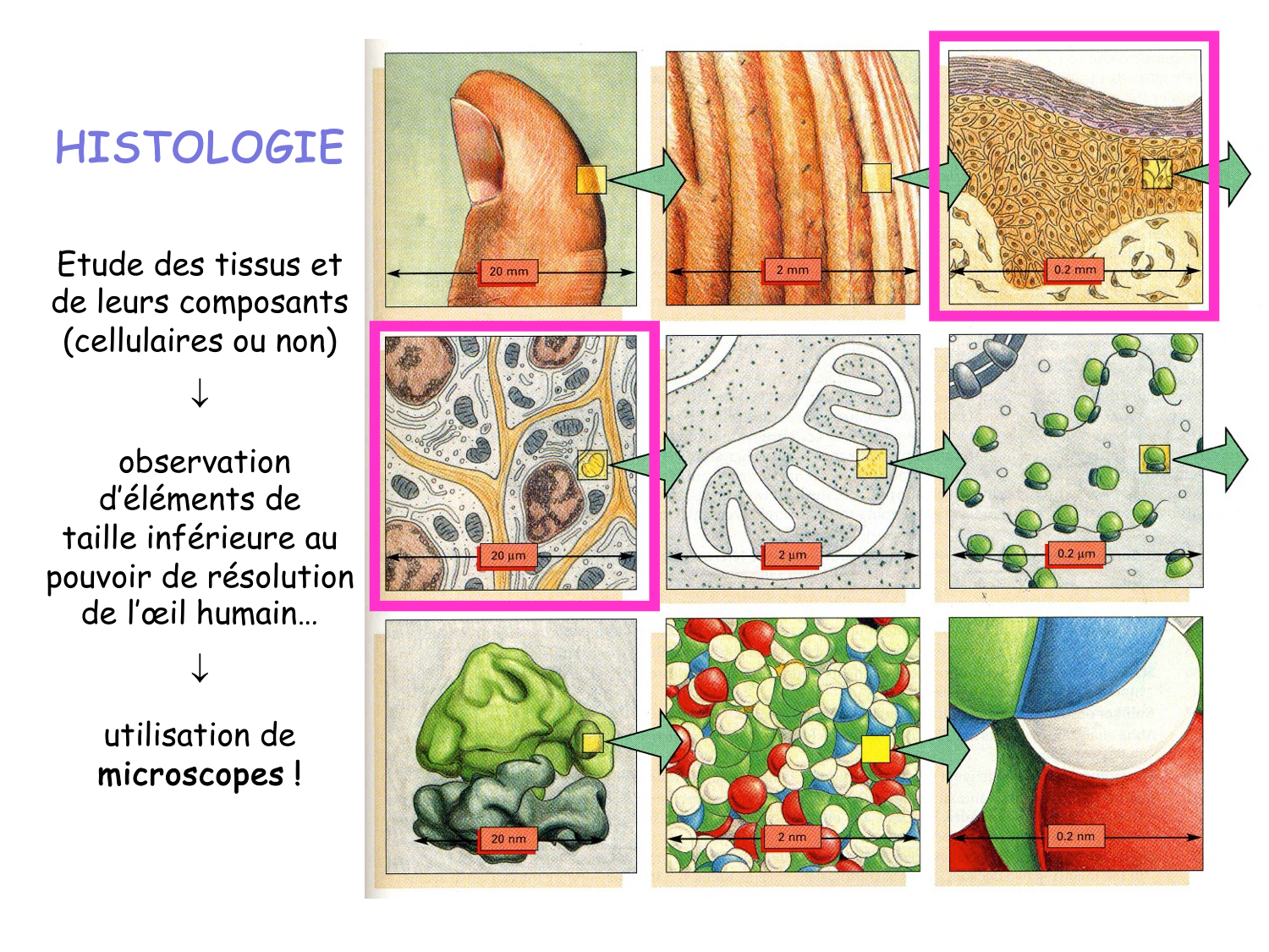 Introduction aux TP d’histologie page 2
