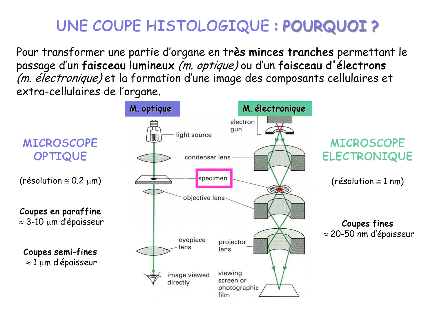 Introduction aux TP d’histologie page 6