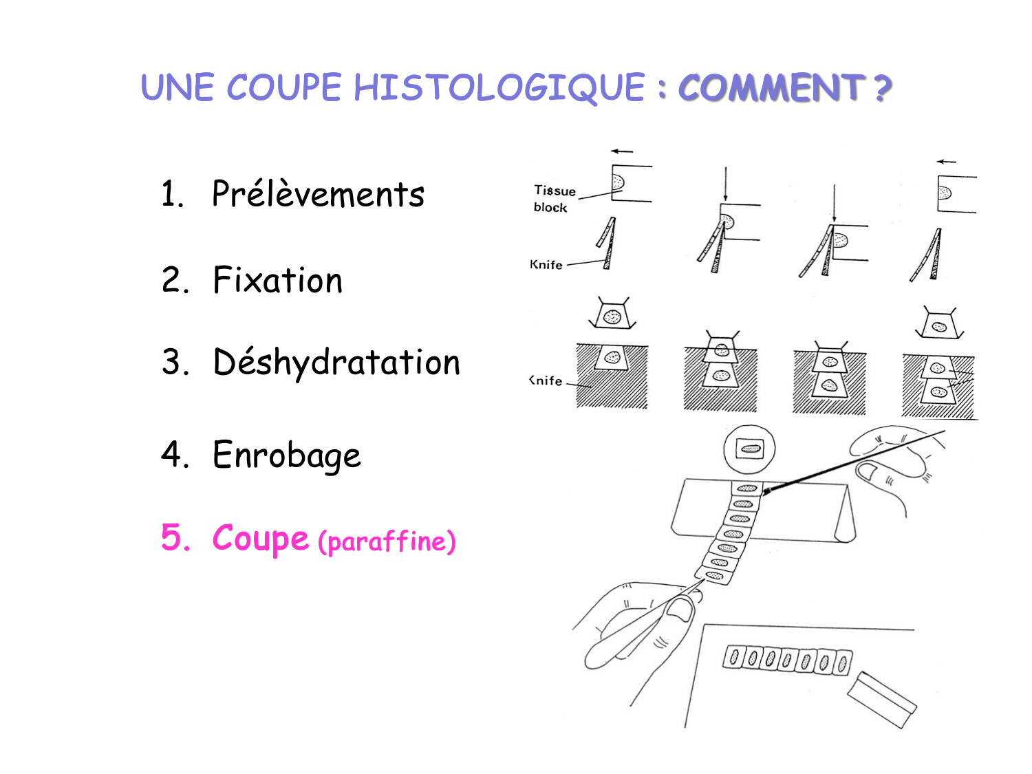 Introduction aux TP d’histologie page 10