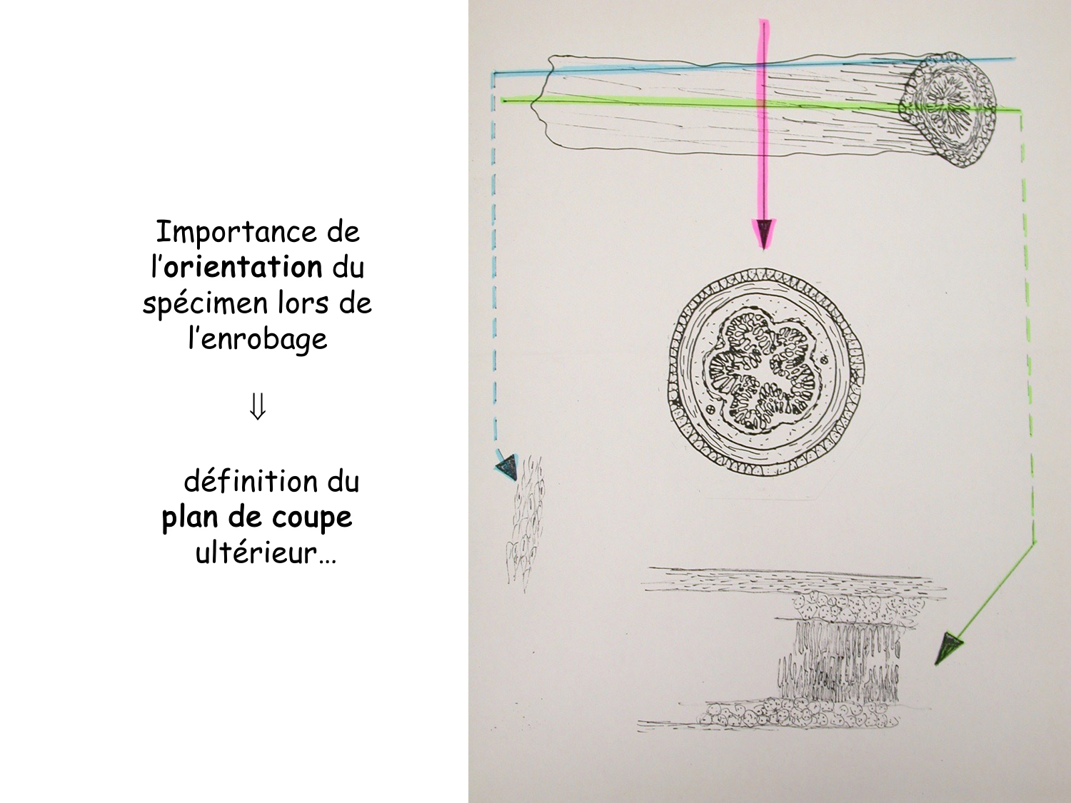 Introduction aux TP d’histologie page 11