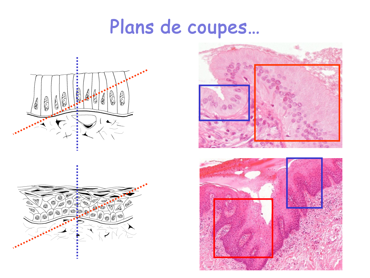 Introduction aux TP d’histologie page 12