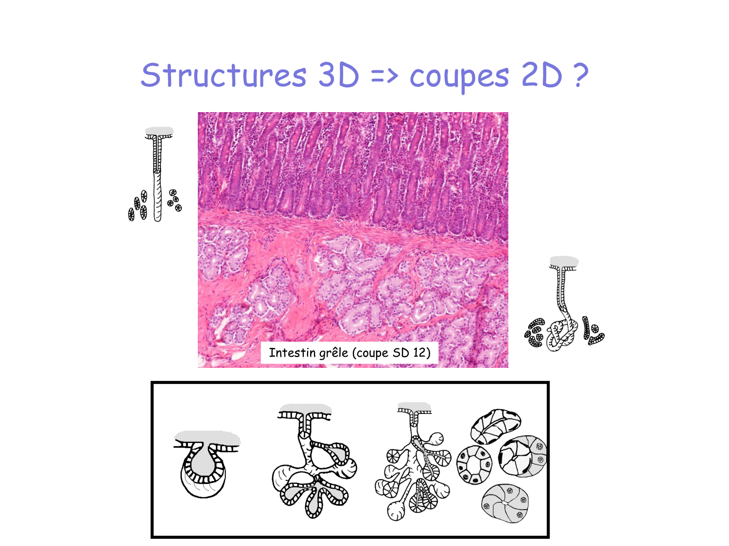 Introduction aux TP d’histologie page 13