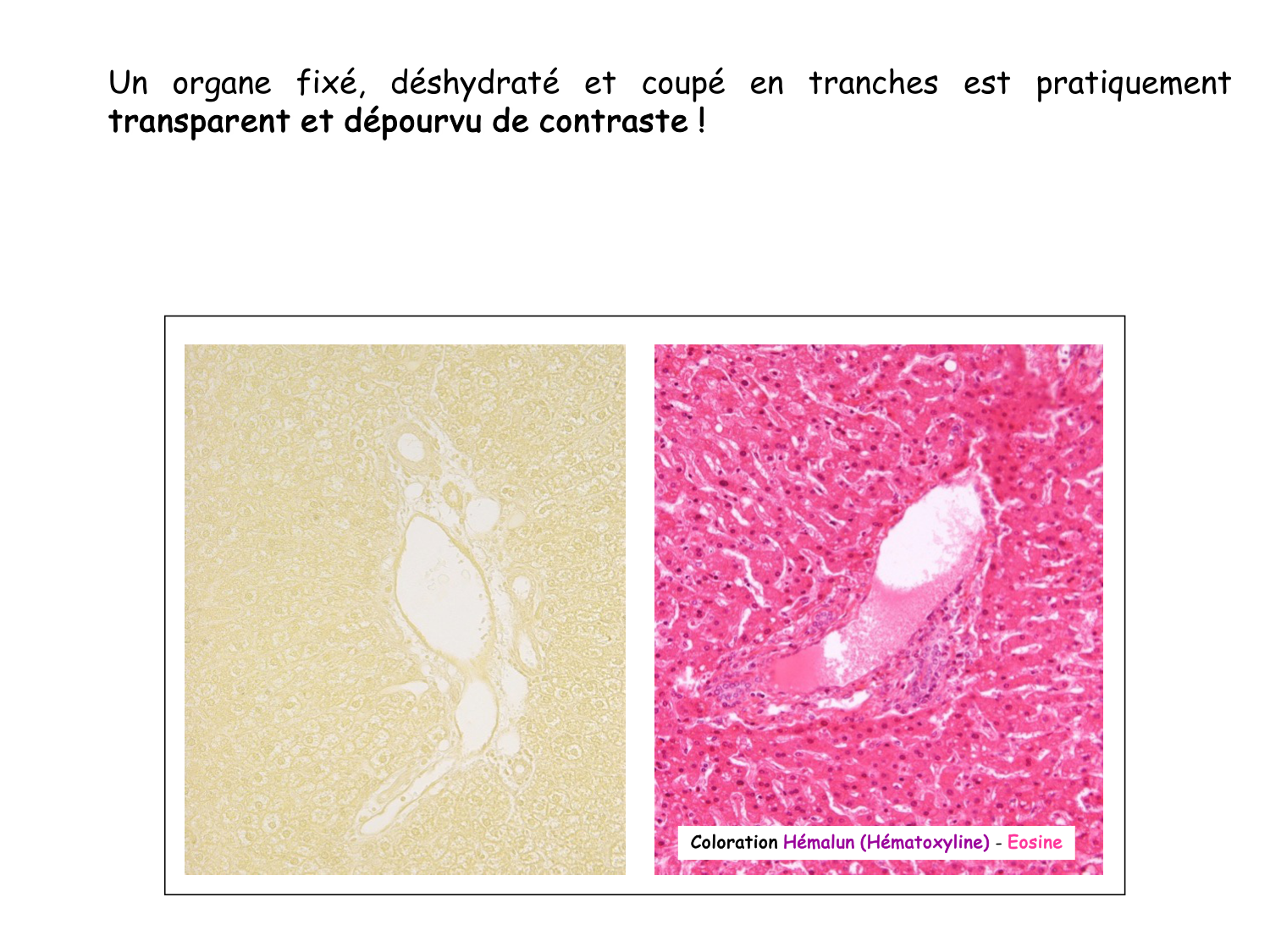 Introduction aux TP d’histologie page 15