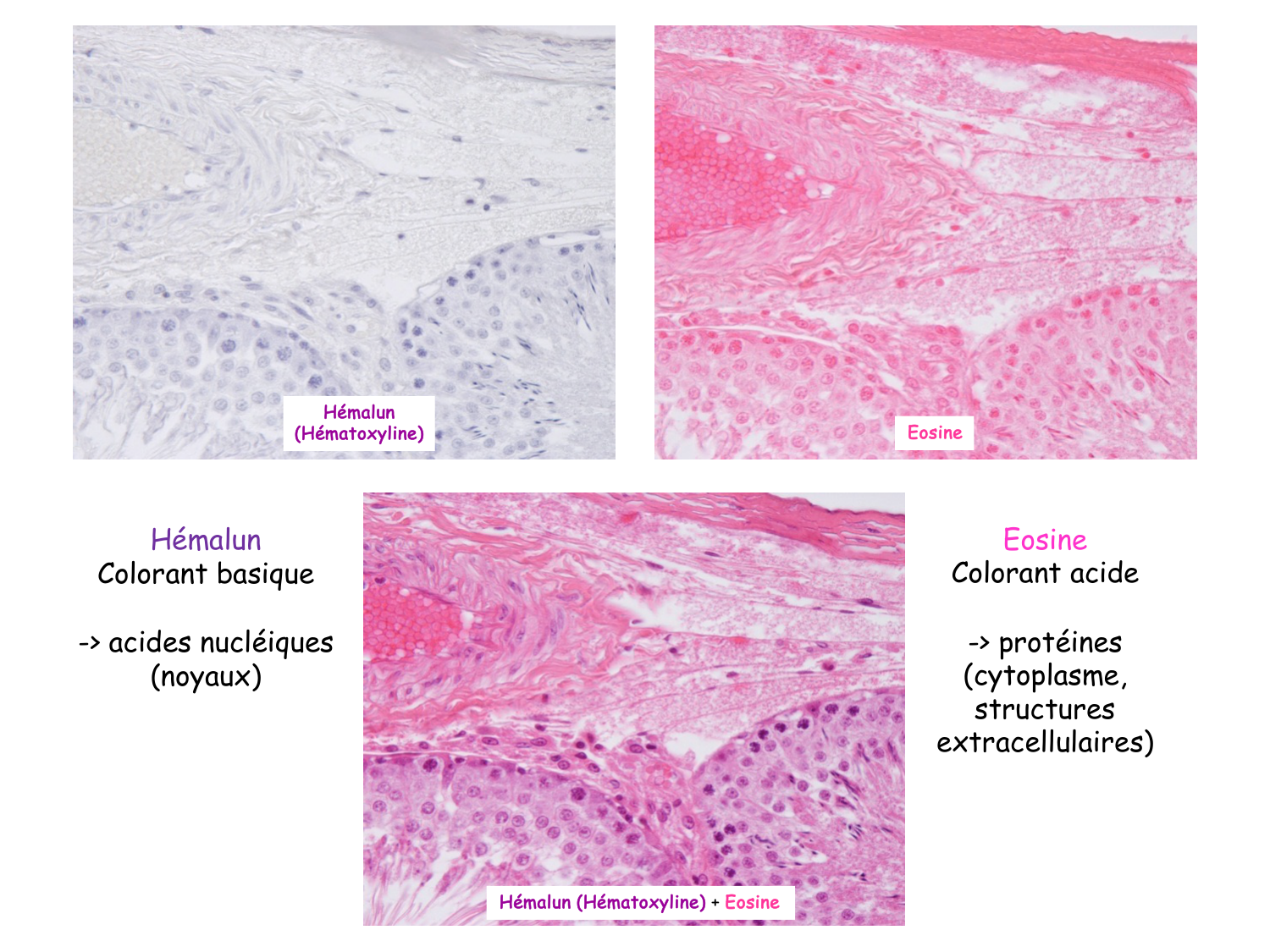 Introduction aux TP d’histologie page 16