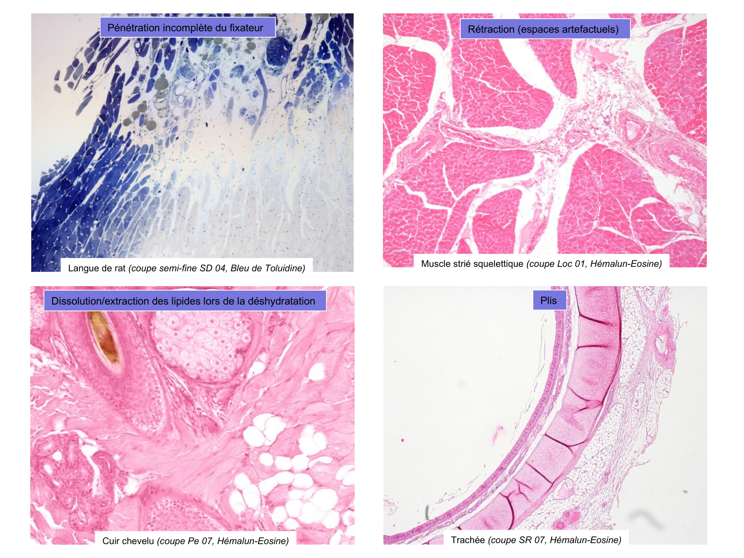 Introduction aux TP d’histologie page 20