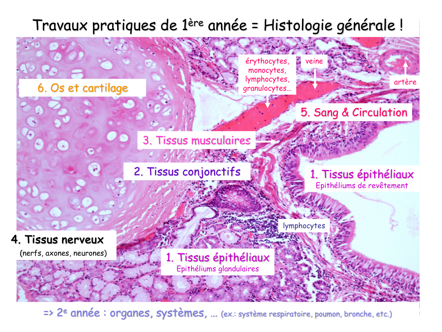 Introduction aux TP d’histologie page 21