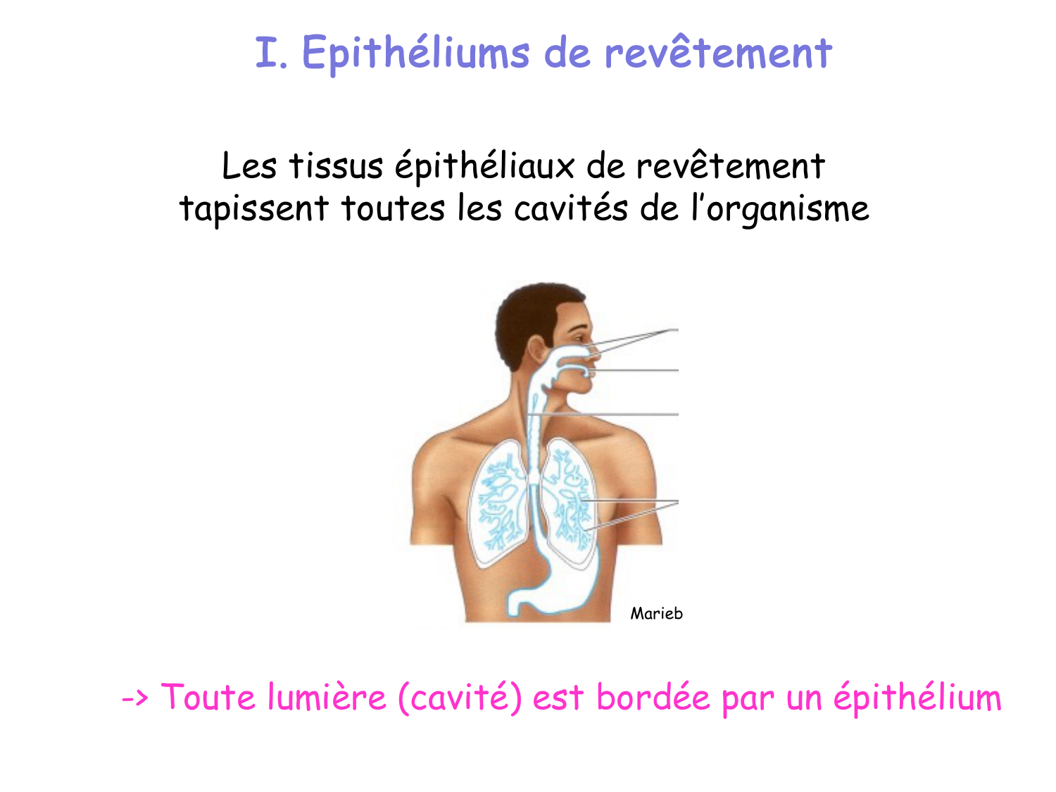Introduction aux TP d’histologie page 23