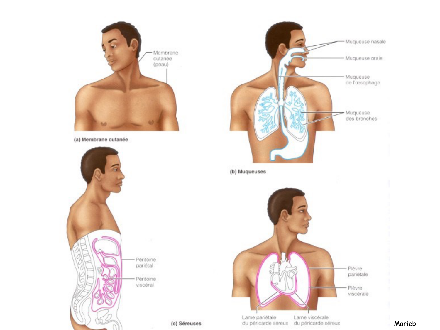 Introduction aux TP d’histologie page 24