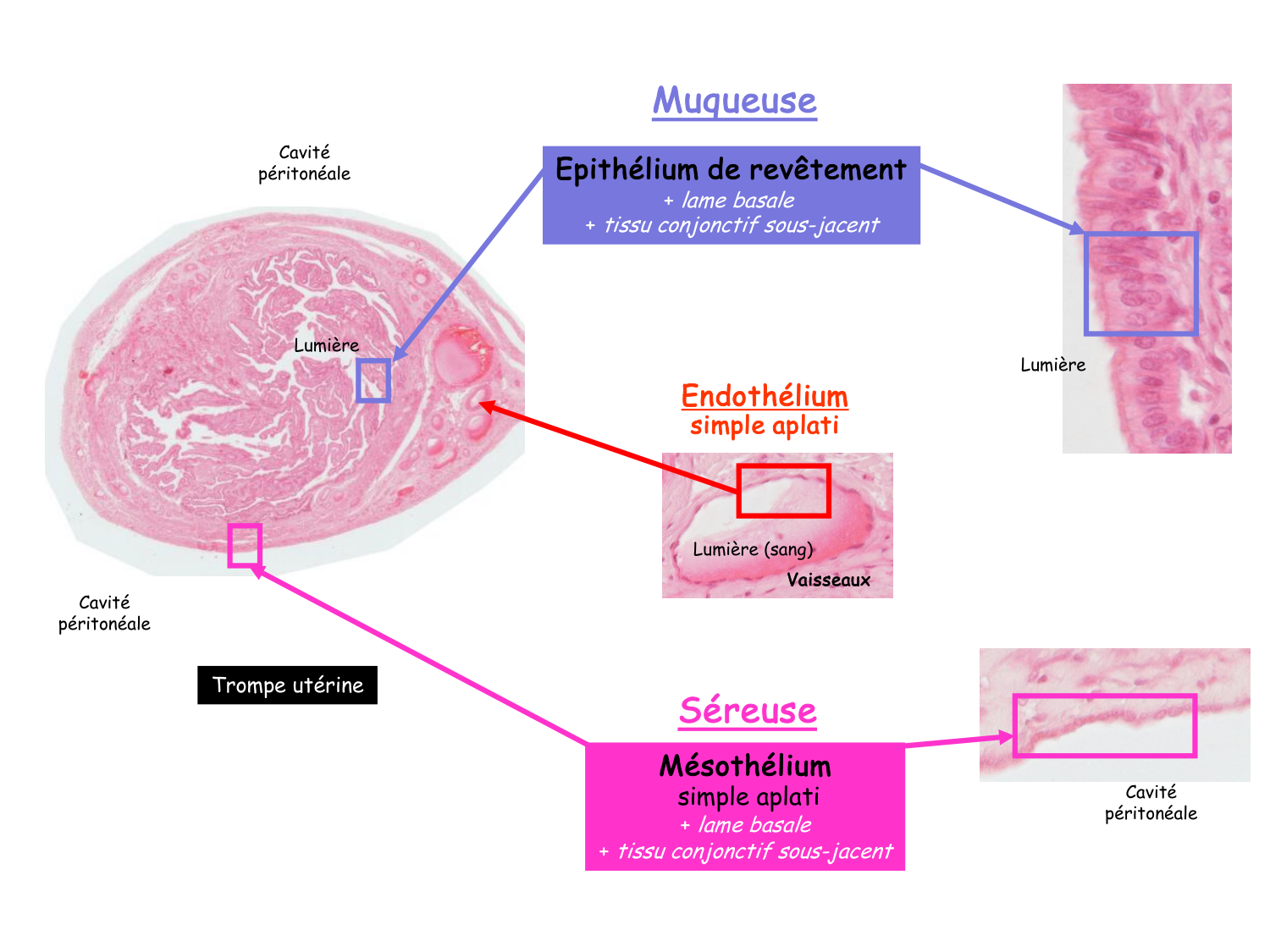 Introduction aux TP d’histologie page 25