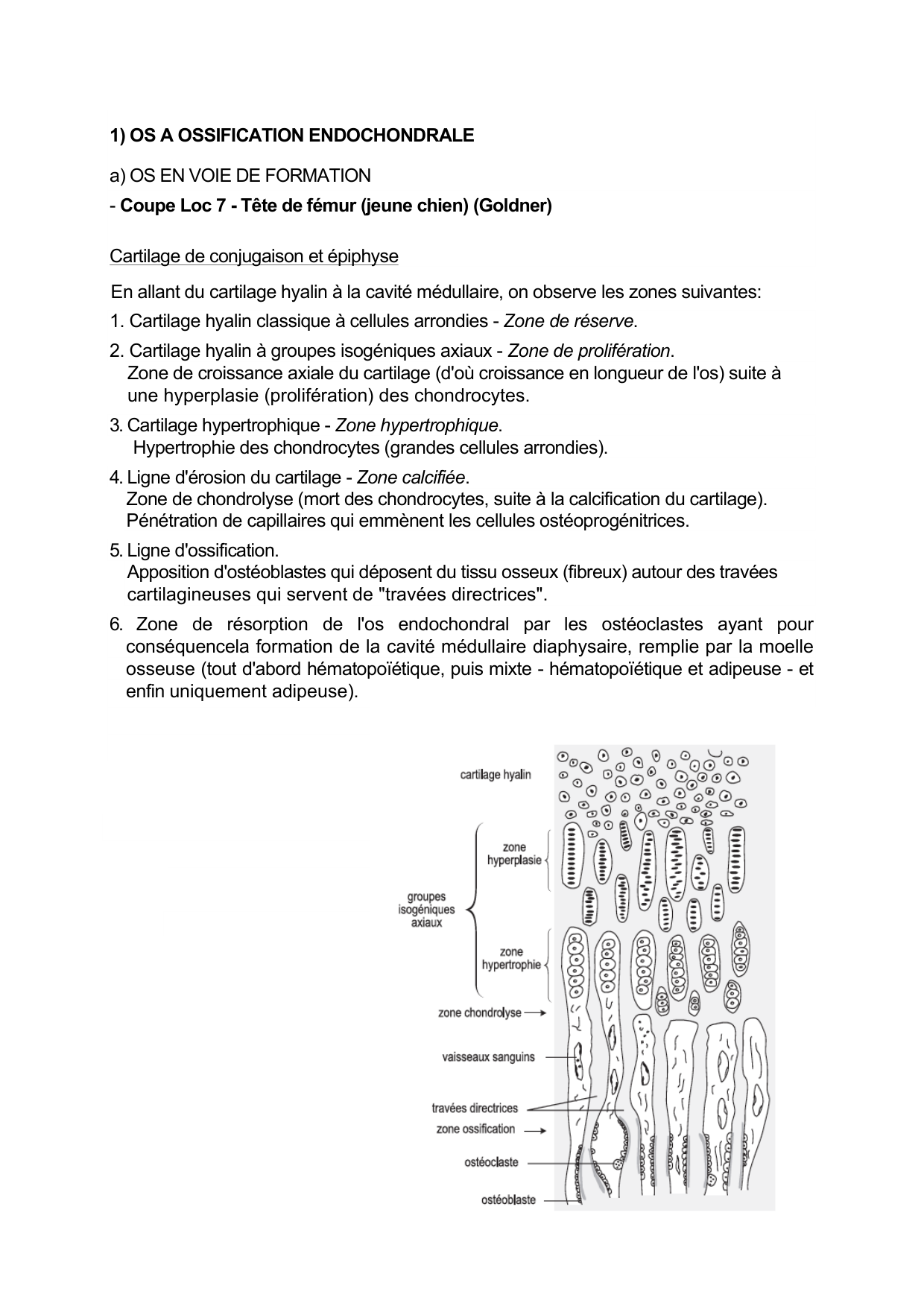 Guide TP — os et cartilage page 4