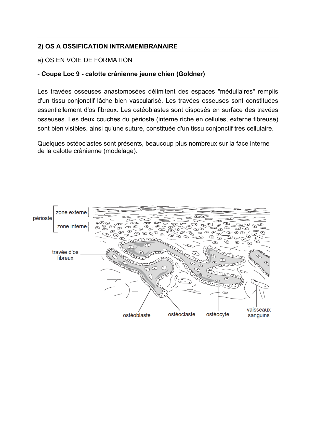 Guide TP — os et cartilage page 5
