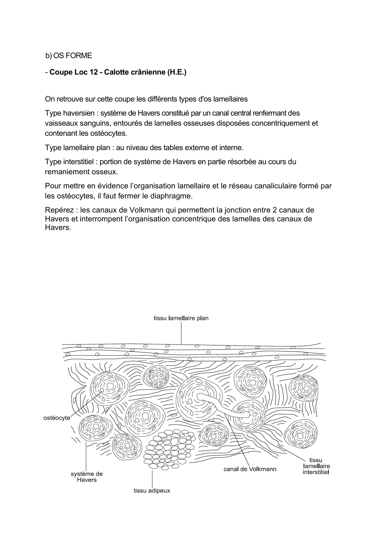 Guide TP — os et cartilage page 6