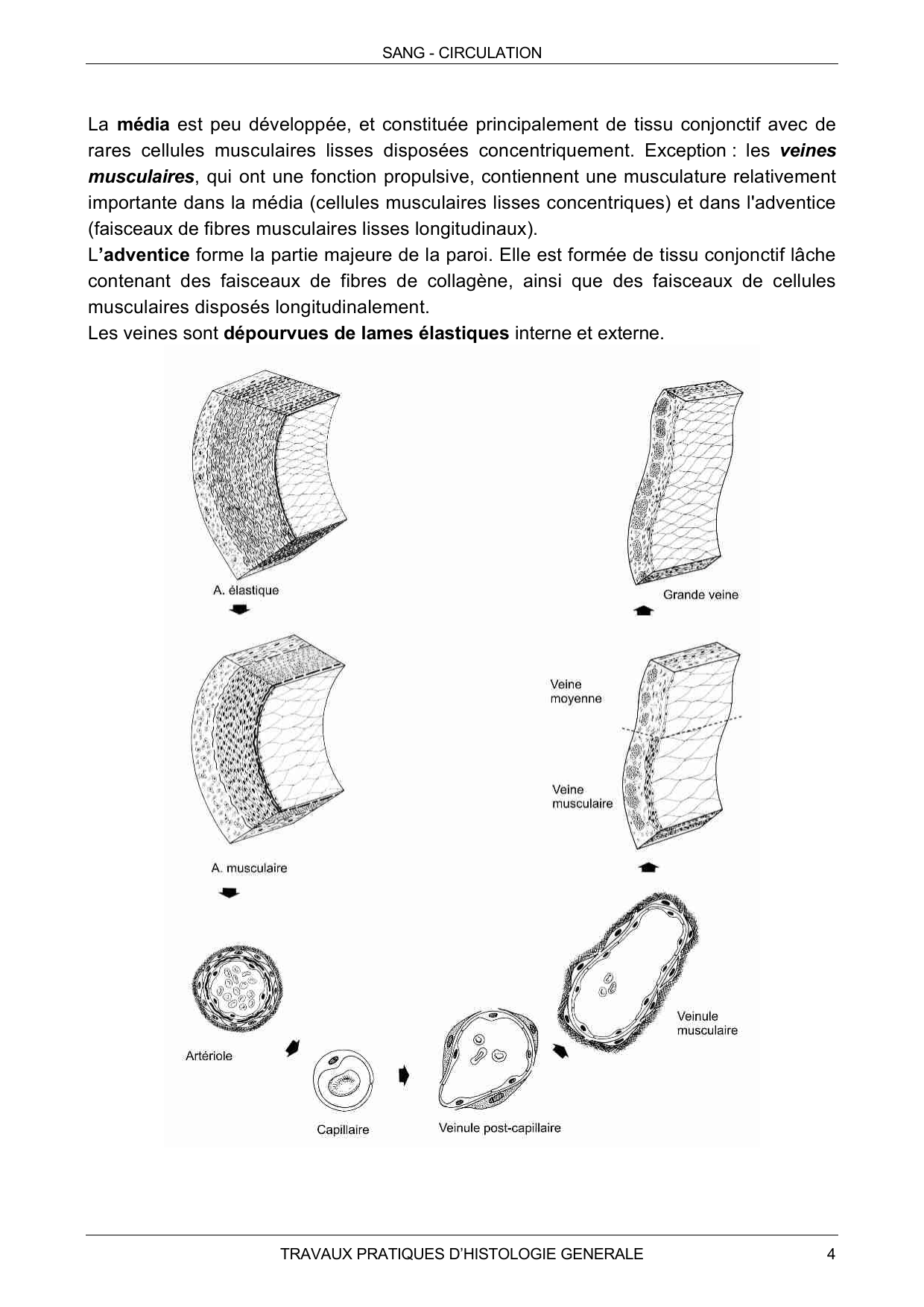 Guide TP — sang et circulation page 4