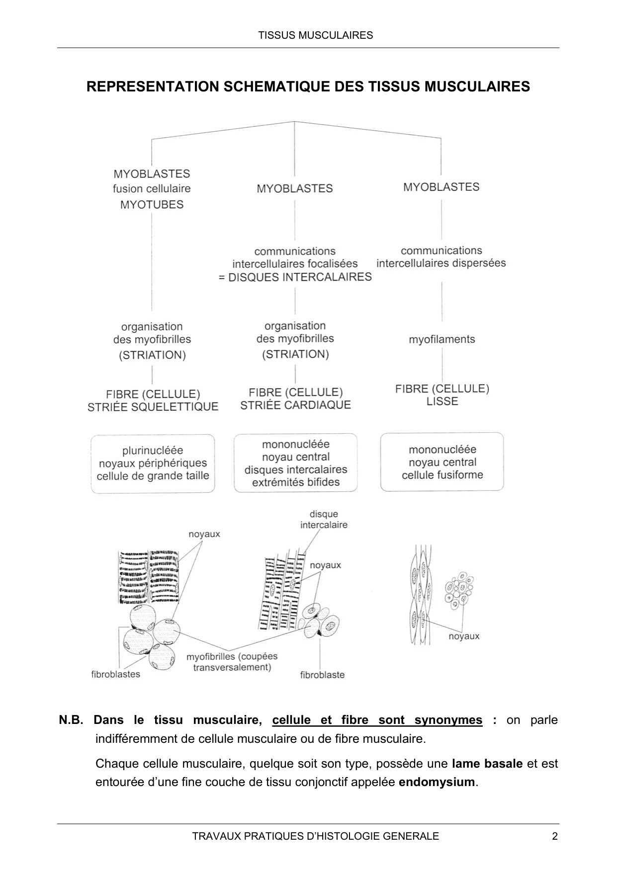 Guide TP — muscle page 2