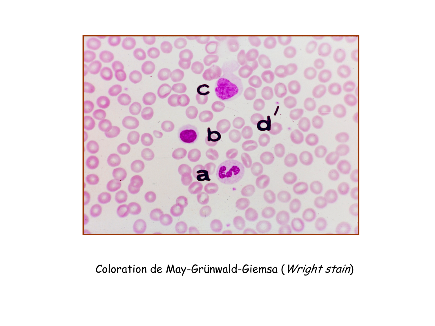 TP histologie — sang page 5