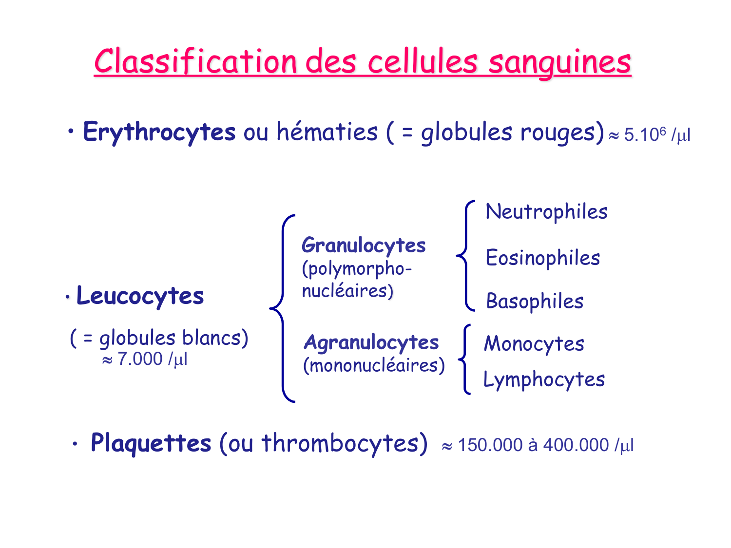TP histologie — sang page 7