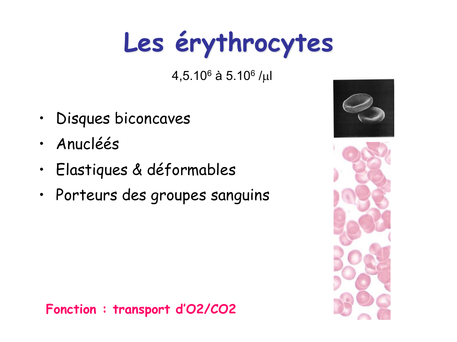 TP histologie — sang page 8