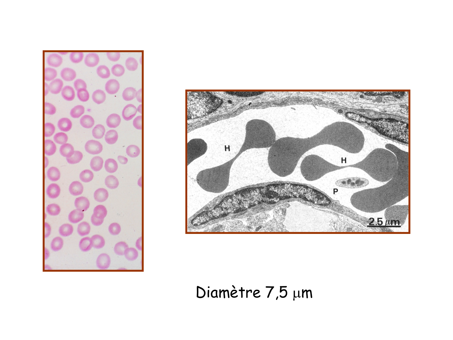 TP histologie — sang page 9