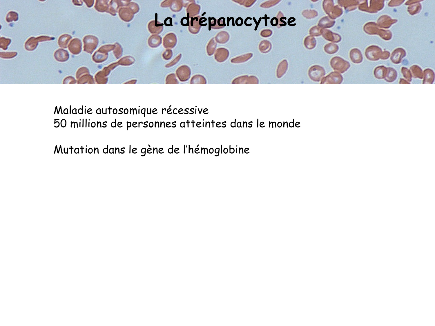 TP histologie — sang page 10