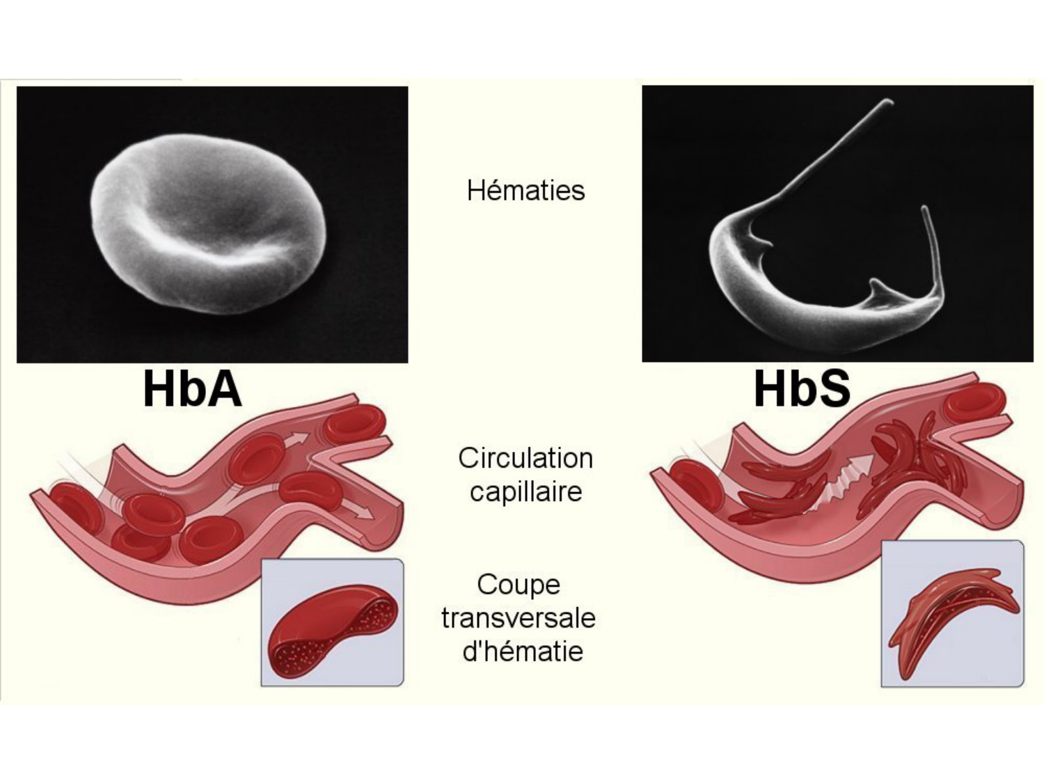 TP histologie — sang page 11
