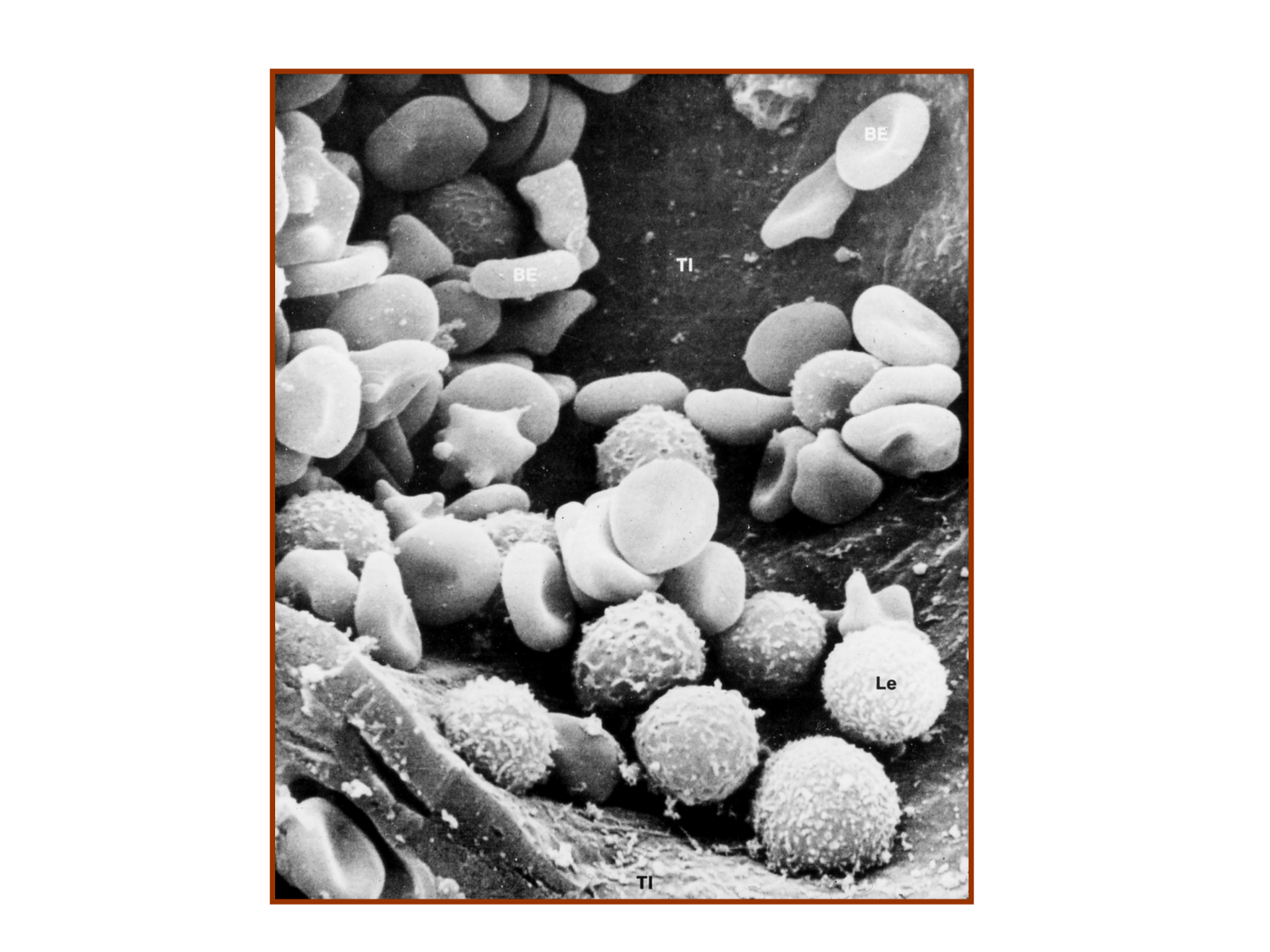 TP histologie — sang page 12