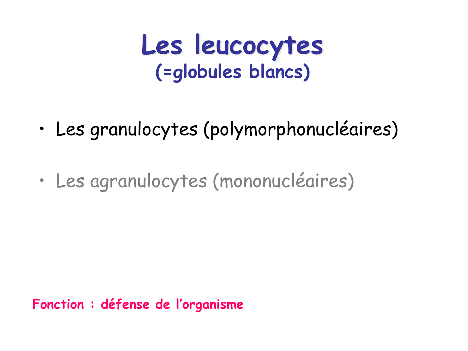 TP histologie — sang page 13