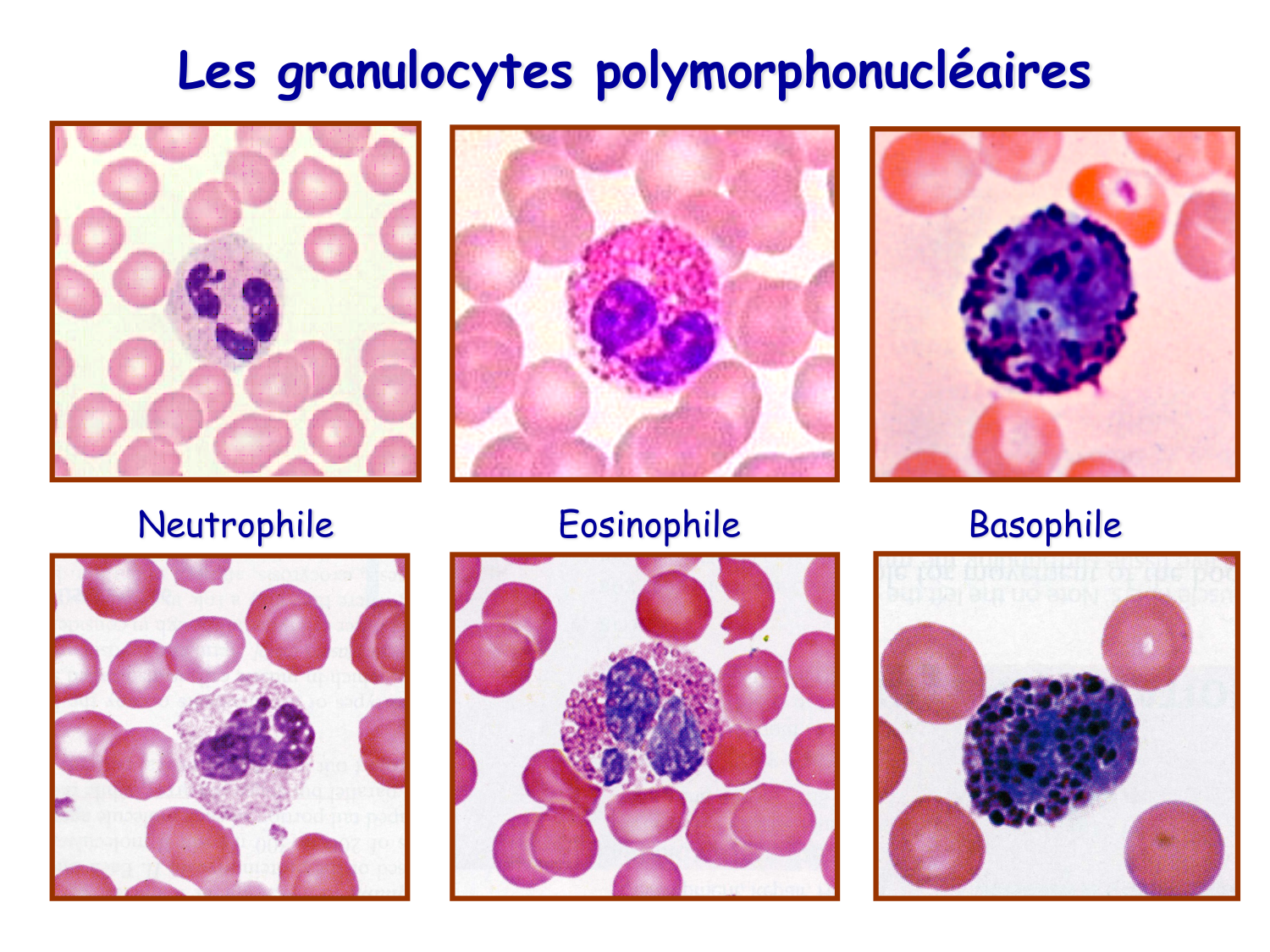 TP histologie — sang page 14