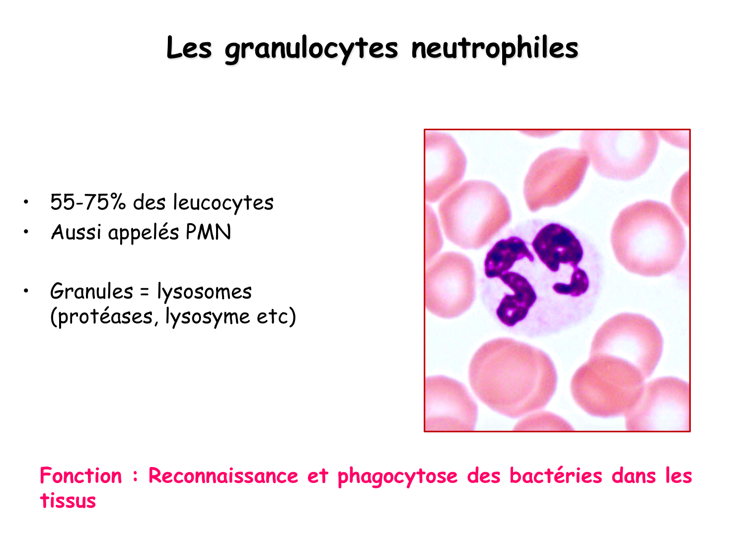 TP histologie — sang page 15