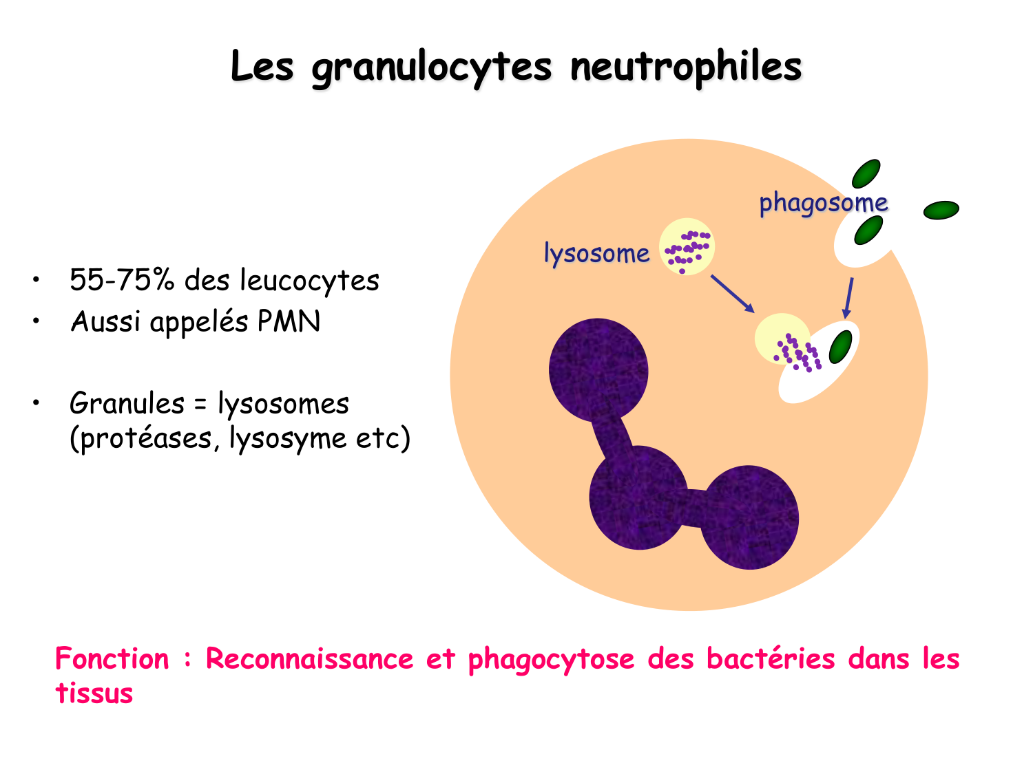 TP histologie — sang page 16