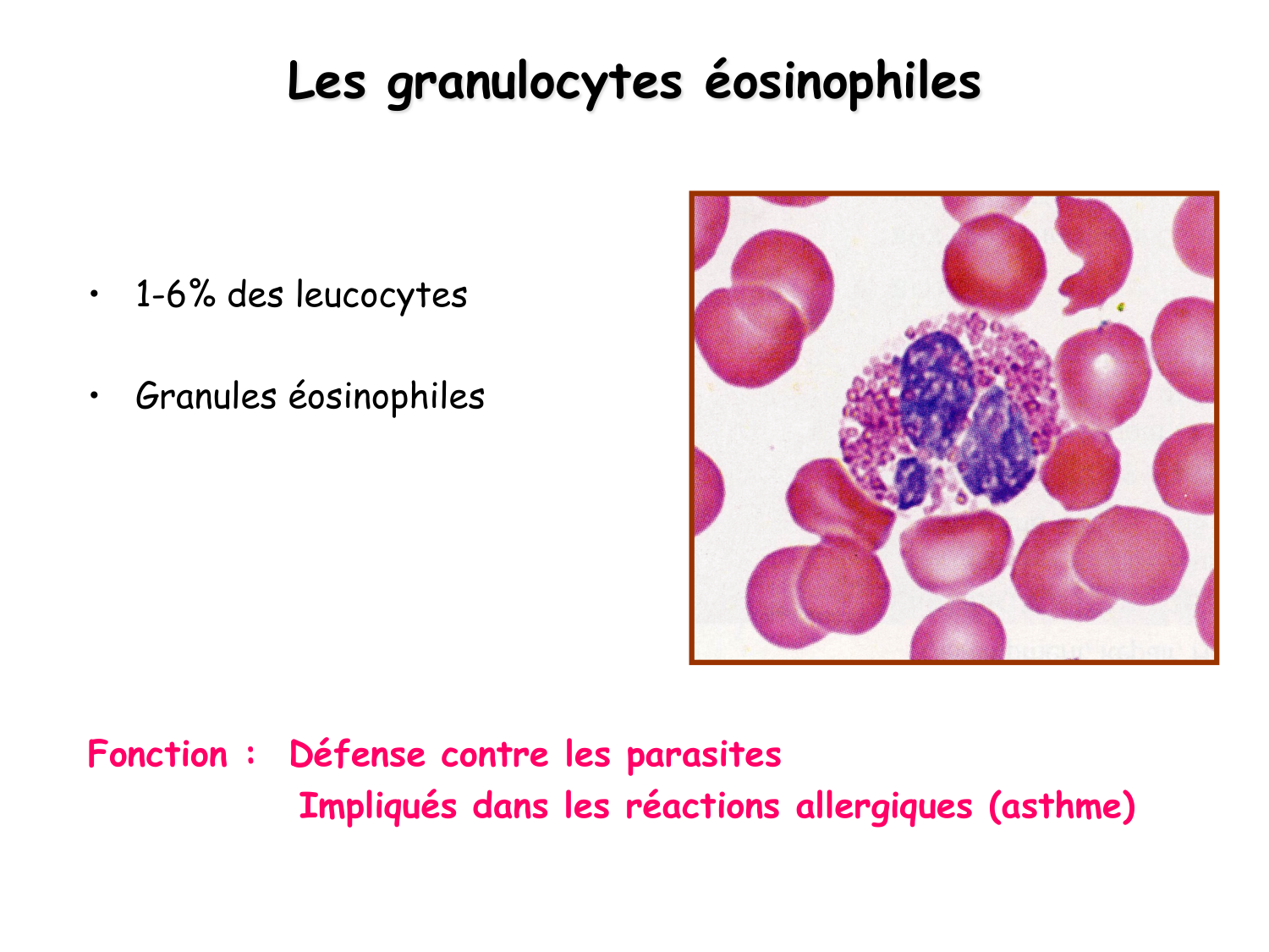 TP histologie — sang page 17