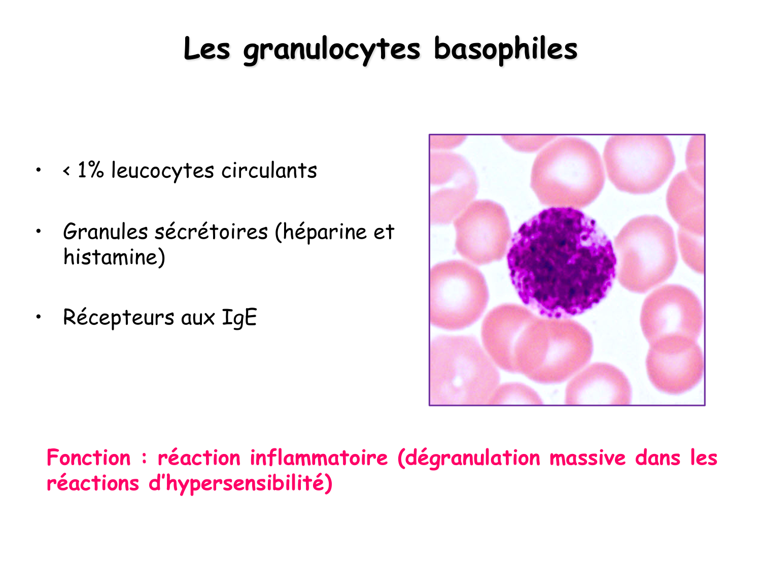 TP histologie — sang page 18