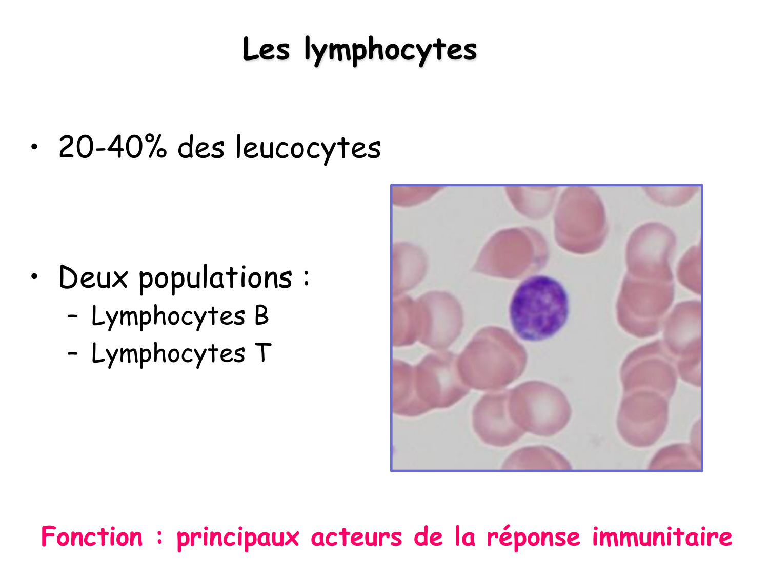 TP histologie — sang page 20