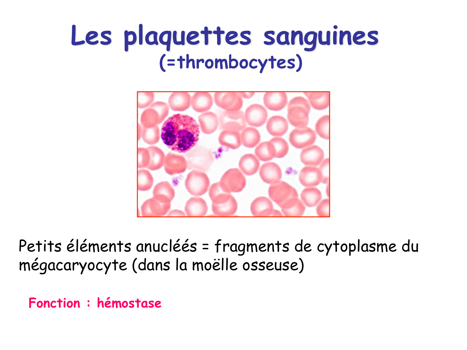 TP histologie — sang page 22
