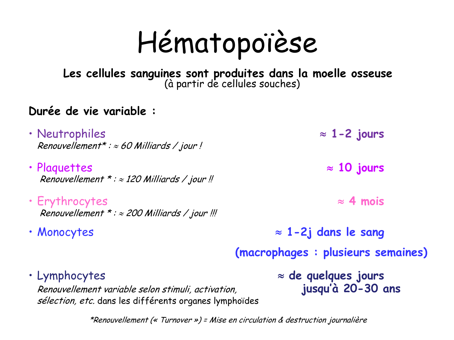 TP histologie — sang page 23