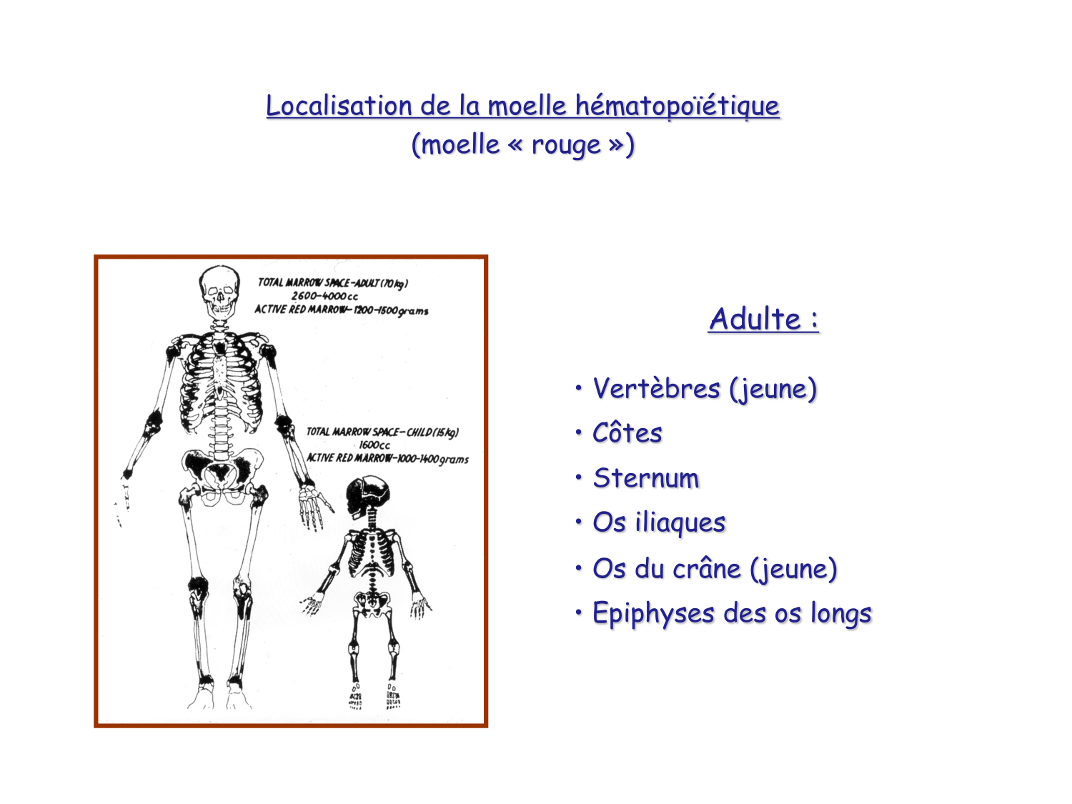 TP histologie — sang page 24