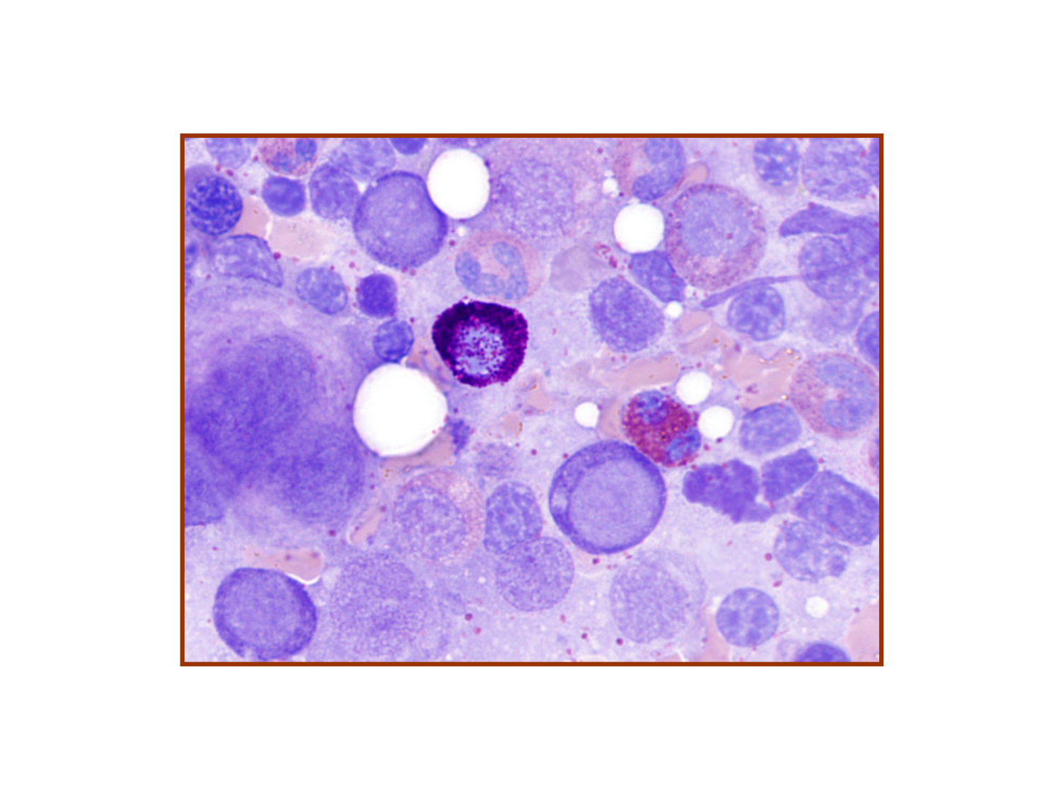 TP histologie — sang page 25