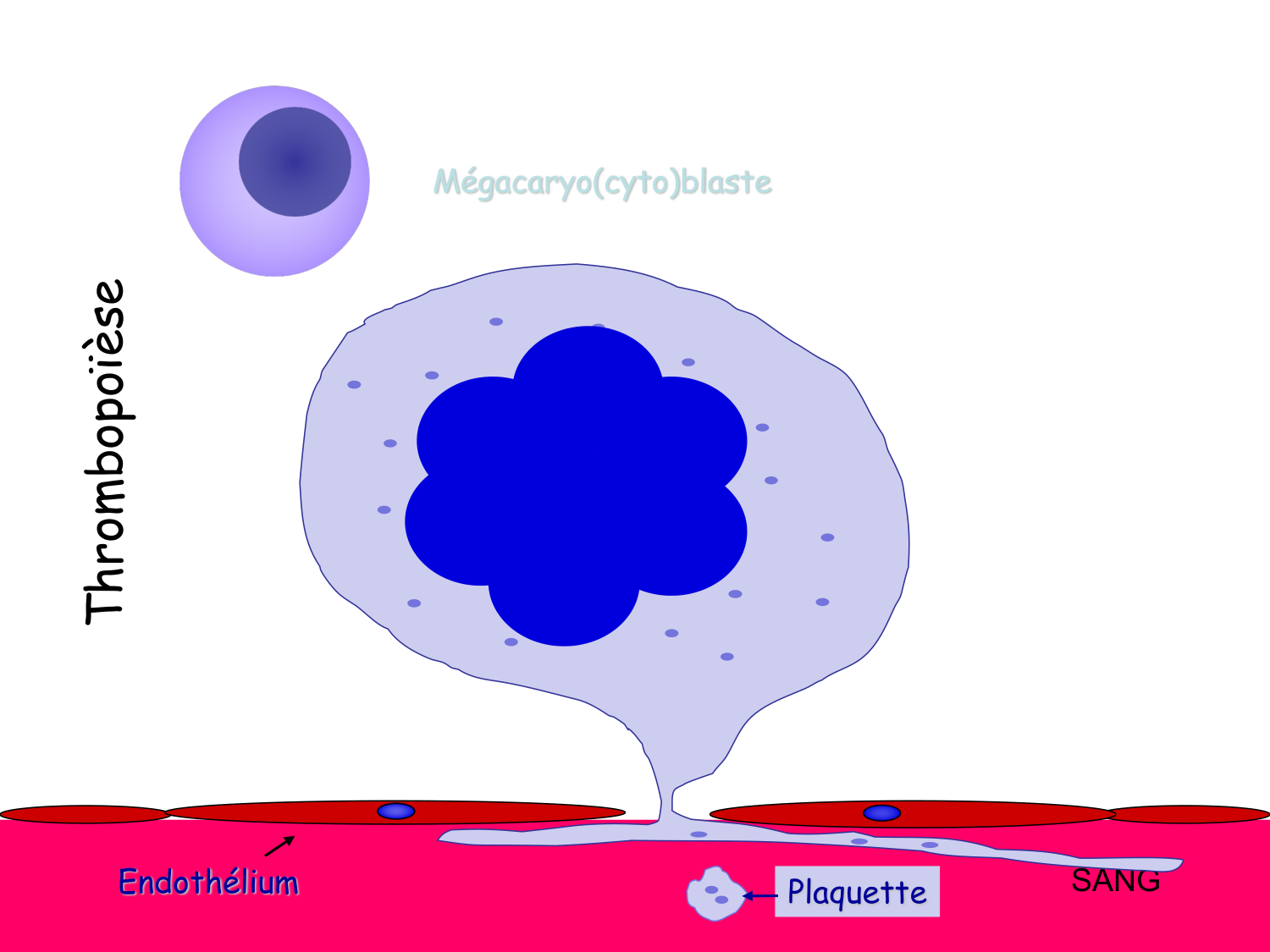 TP histologie — sang page 26