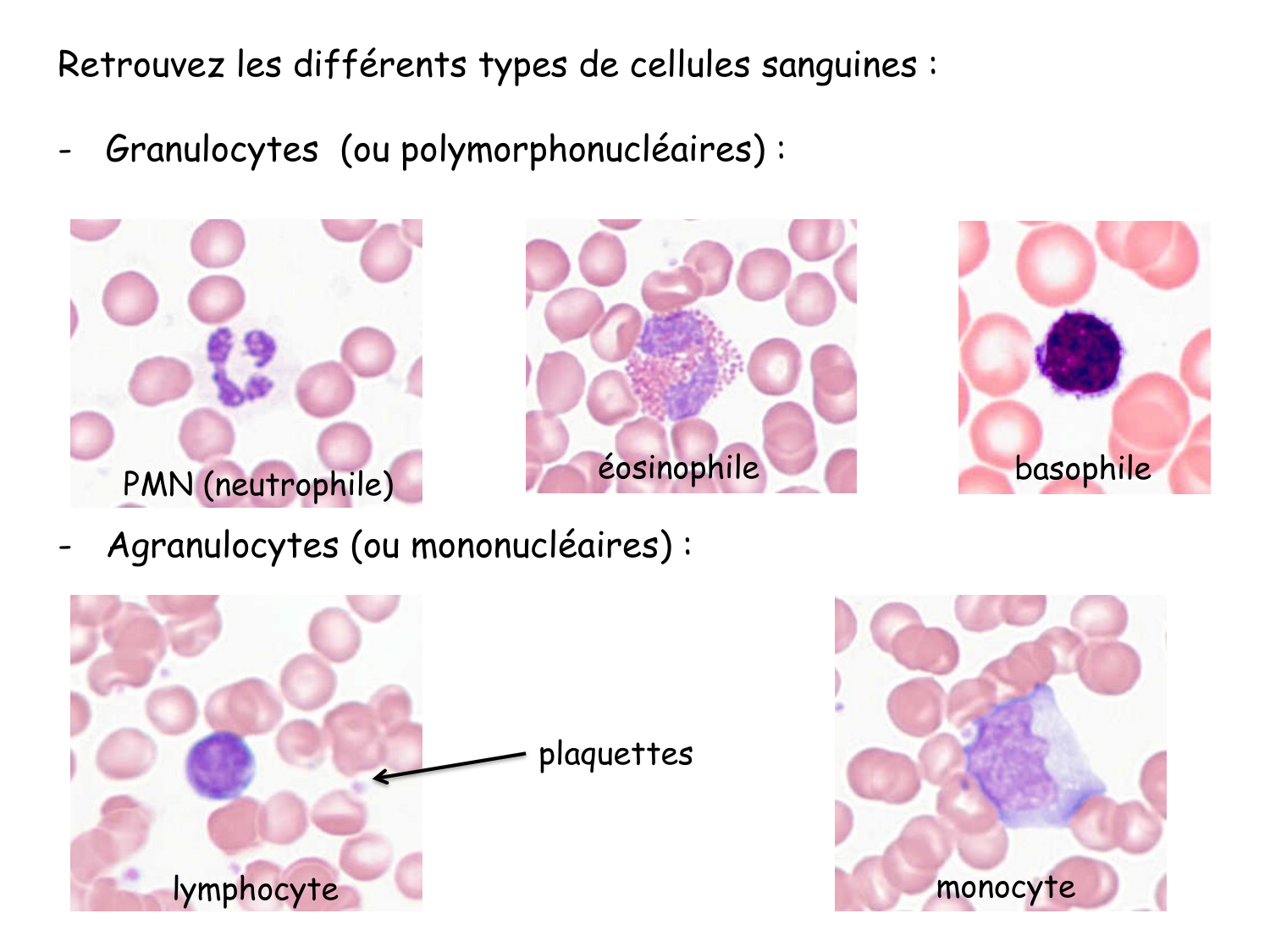 TP histologie — sang page 30