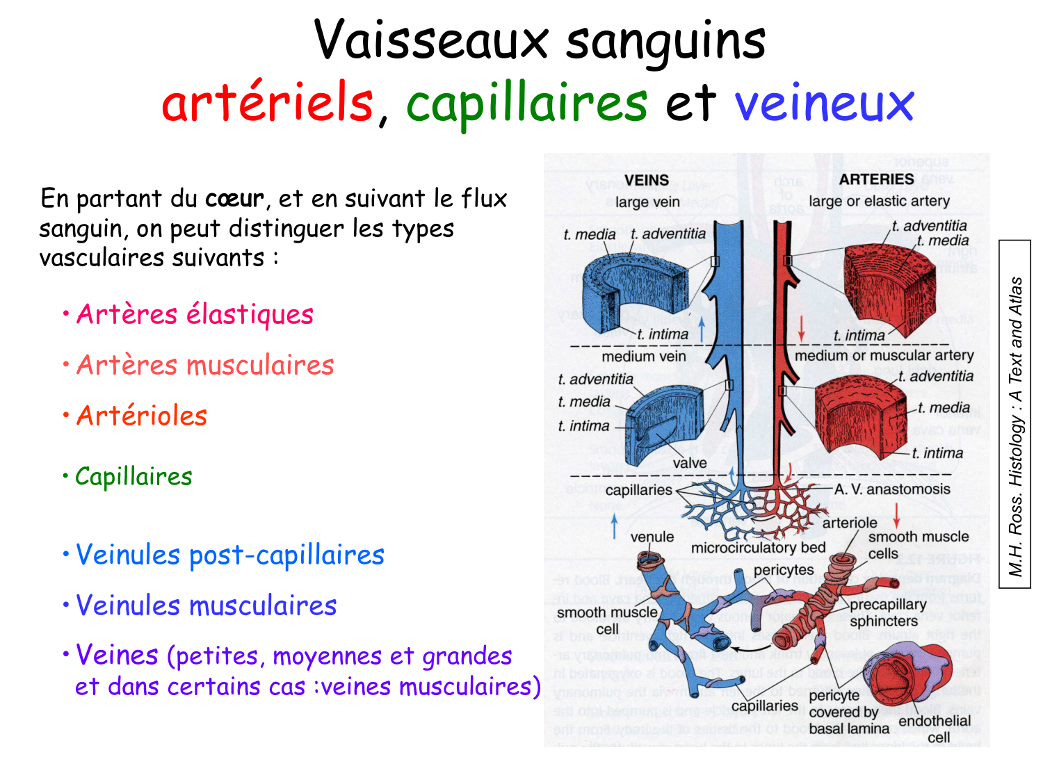 TP histologie — système circulatoire page 5
