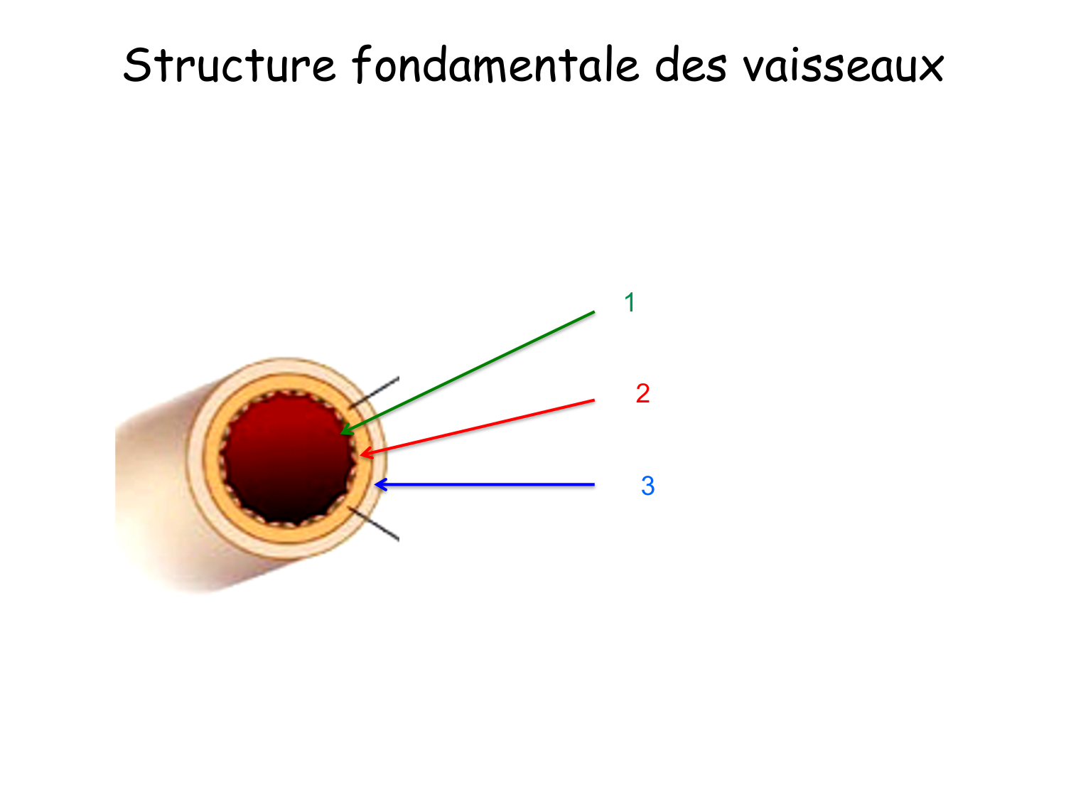 TP histologie — système circulatoire page 7