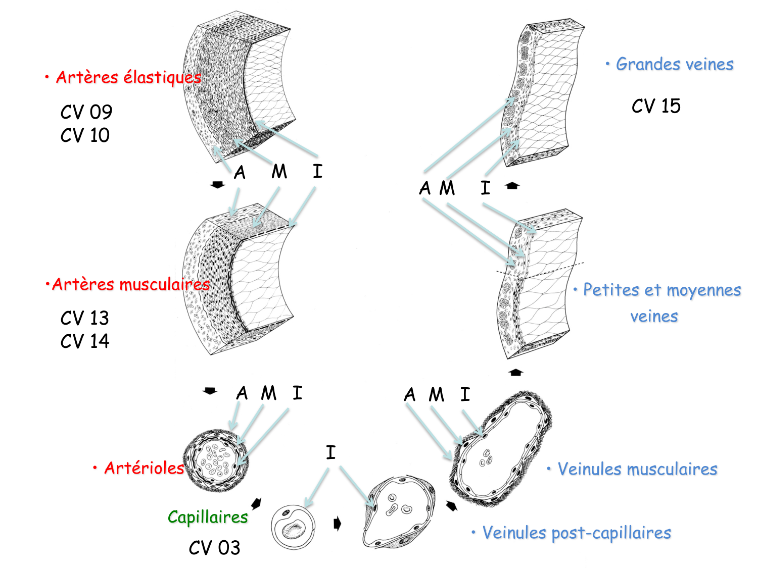 TP histologie — système circulatoire page 9