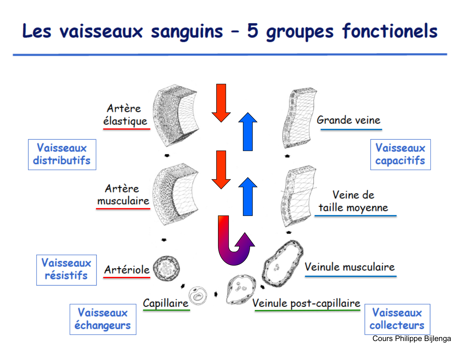 TP histologie — système circulatoire page 10