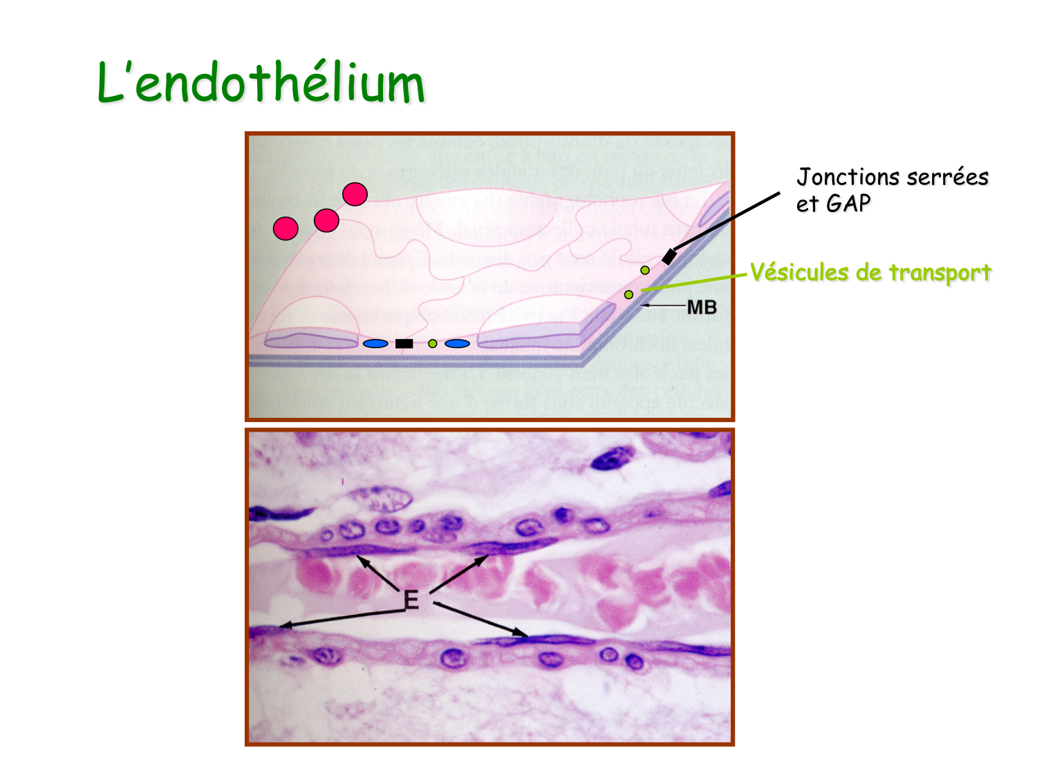 TP histologie — système circulatoire page 12