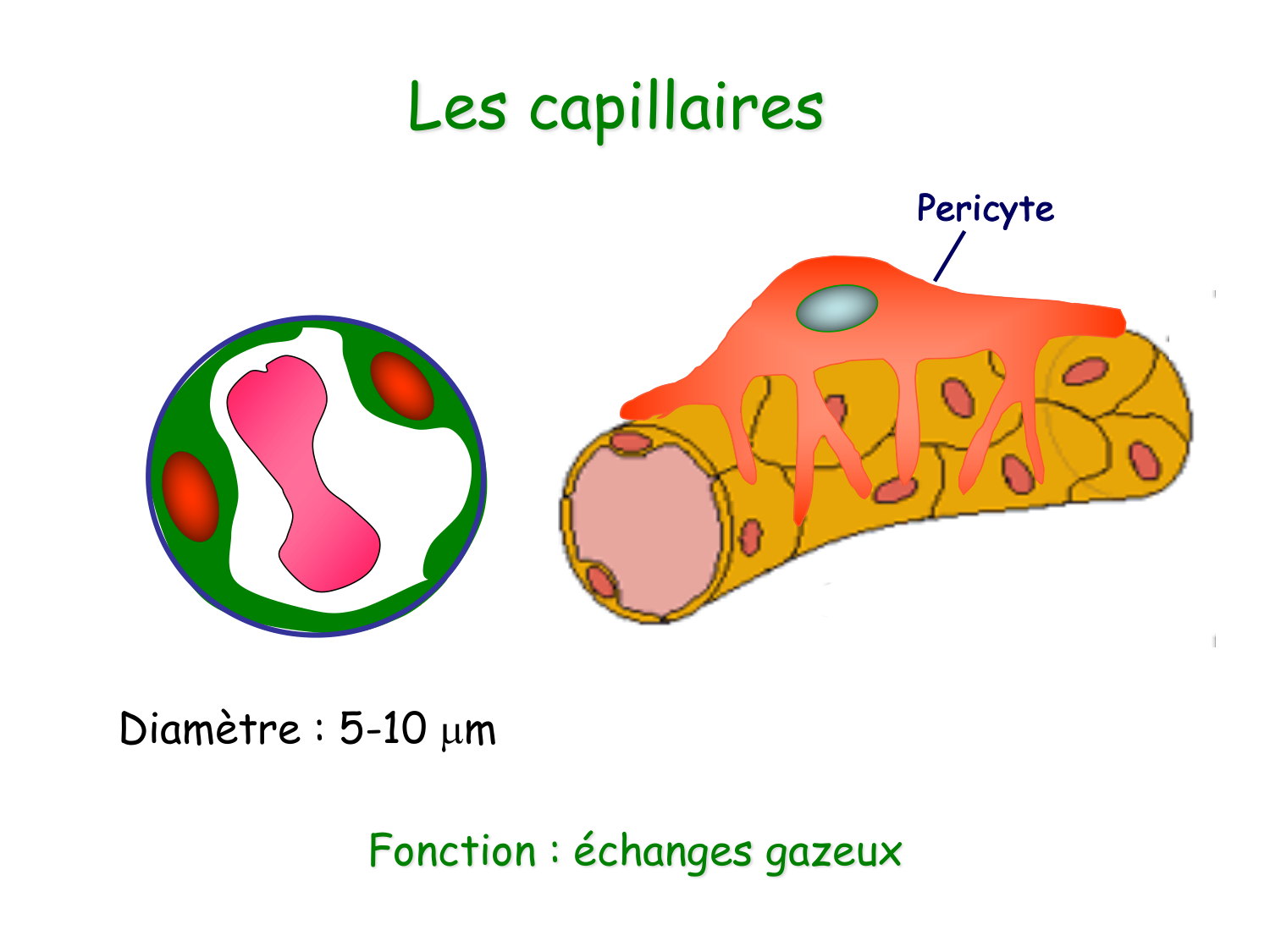 TP histologie — système circulatoire page 14