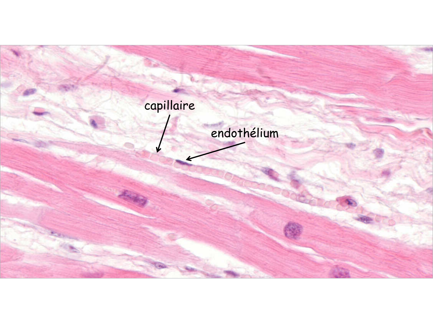 TP histologie — système circulatoire page 15