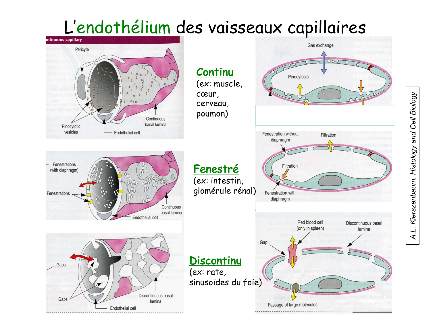 TP histologie — système circulatoire page 16