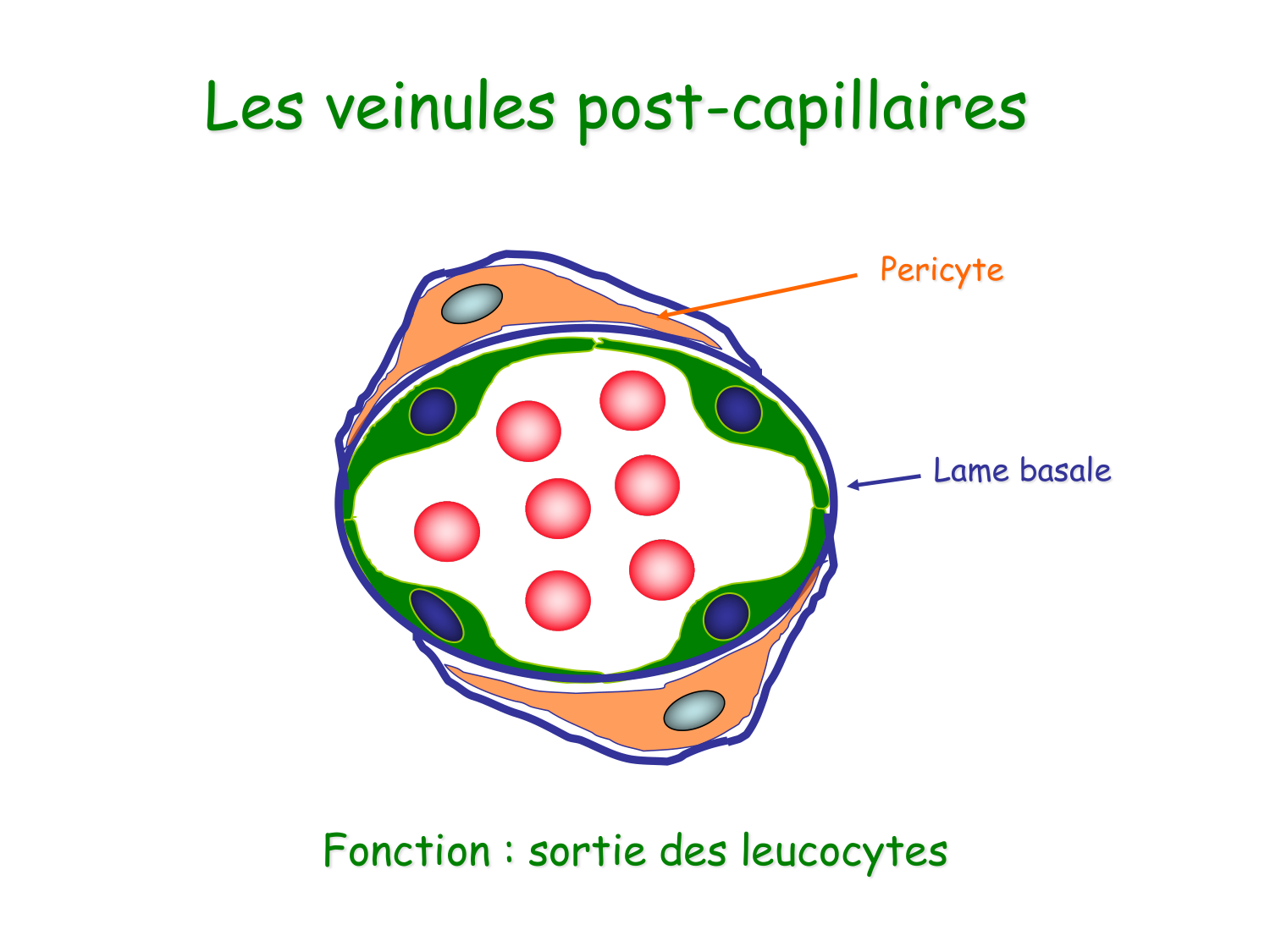 TP histologie — système circulatoire page 17