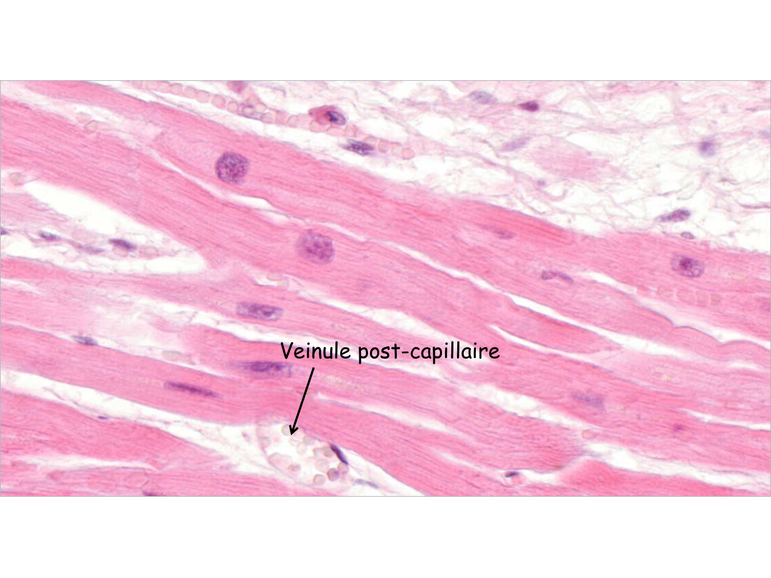 TP histologie — système circulatoire page 18