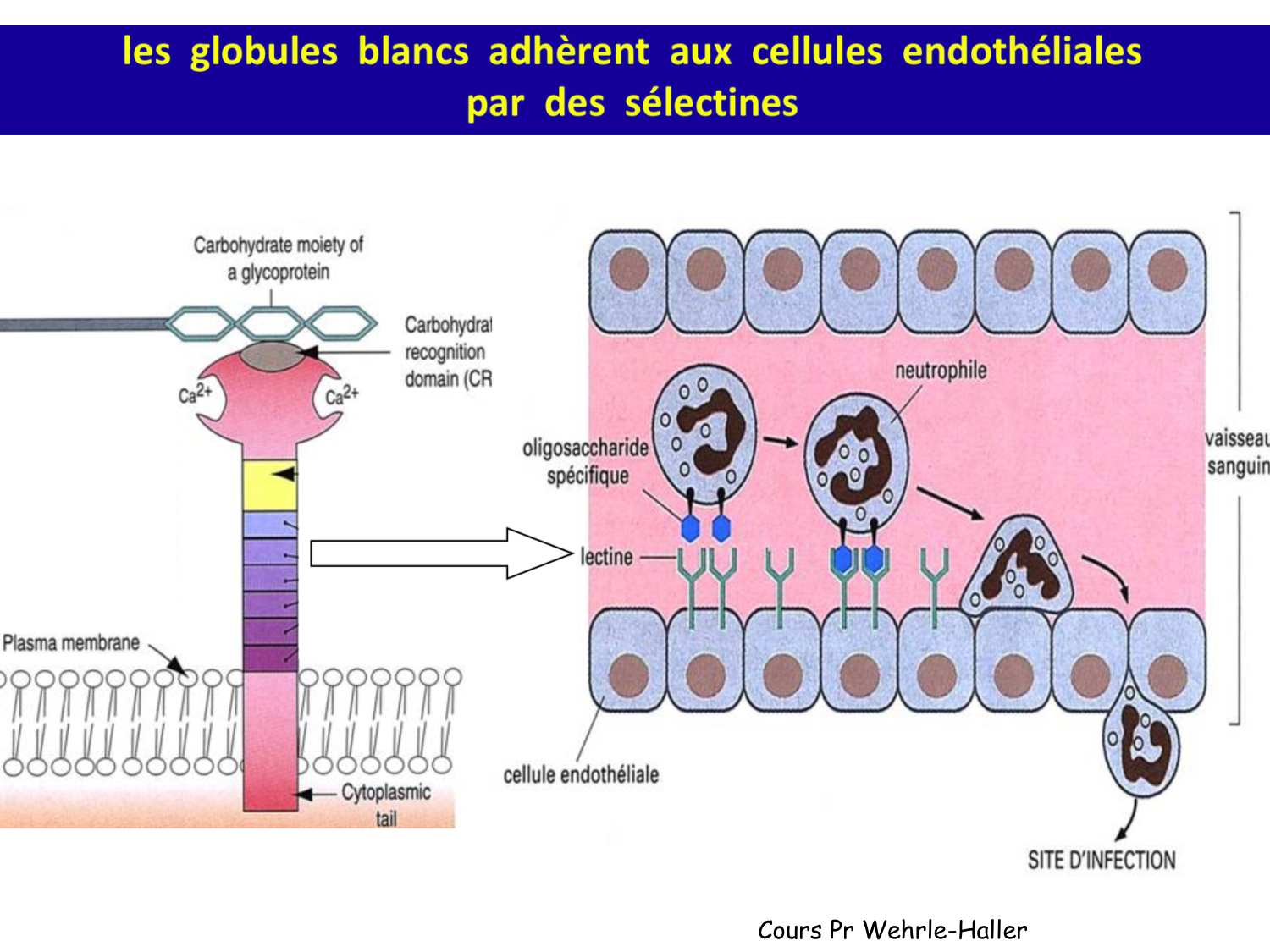 TP histologie — système circulatoire page 19